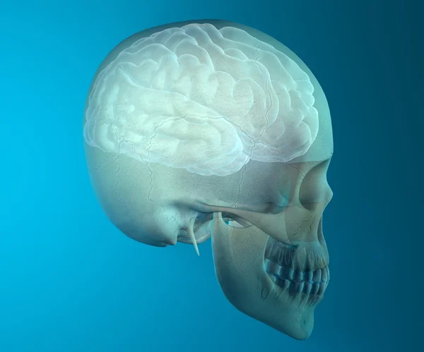Afbeelding van menselijke schedel — Stockfoto