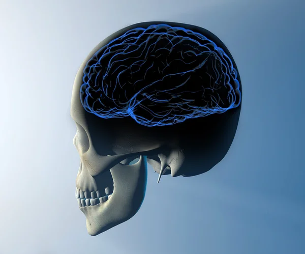 Skull with brains isolated — Stock Photo, Image