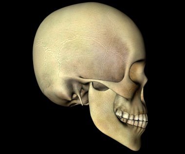 3D render insan kafatası