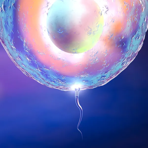 Яйцеклетка и сперма — стоковое фото
