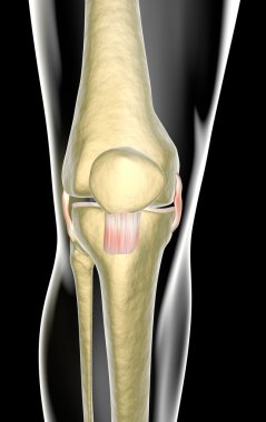 Knee ligaments, tendons, x-ray clipart