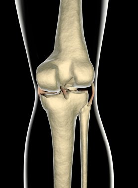 diz ligament, tendon, x-ışını