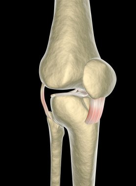 diz ligament, tendon, x-ışını