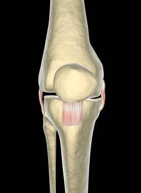 diz ligament, tendon, x-ışını