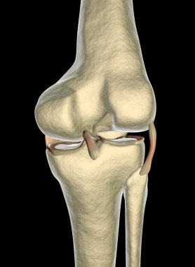 diz ligament, tendon, x-ışını