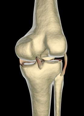 Knee ligaments, tendons, x-ray clipart