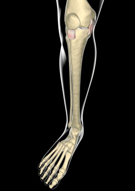 diz ligament, tendon, x-ışını