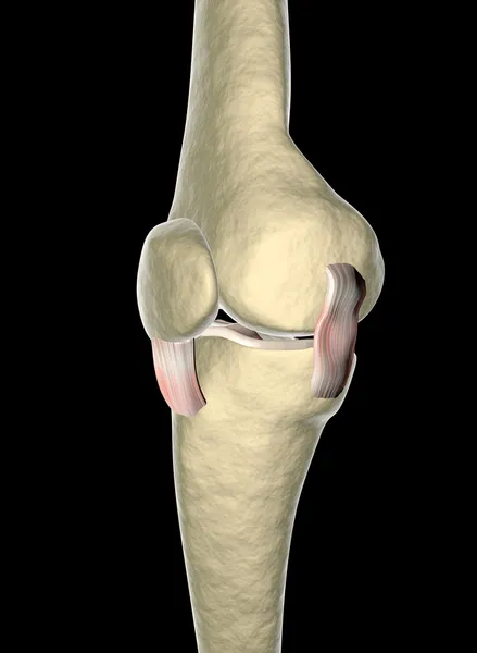 Knee ligaments, tendons, x-ray — Stock Photo, Image