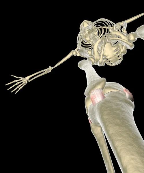 Stawu kolanowego, więzadła, ścięgna, RTG — Zdjęcie stockowe