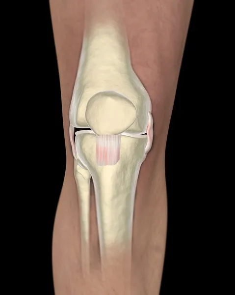 Ligamentos de rodilla, tendones, rayos X — Foto de Stock