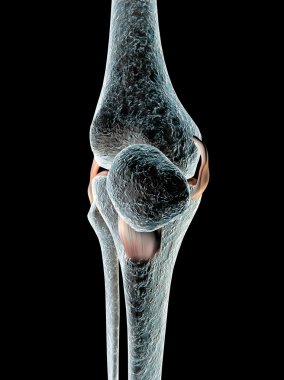 diz ligament, tendon, x-ışını