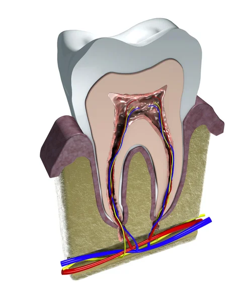 Estrutura do dente — Fotografia de Stock