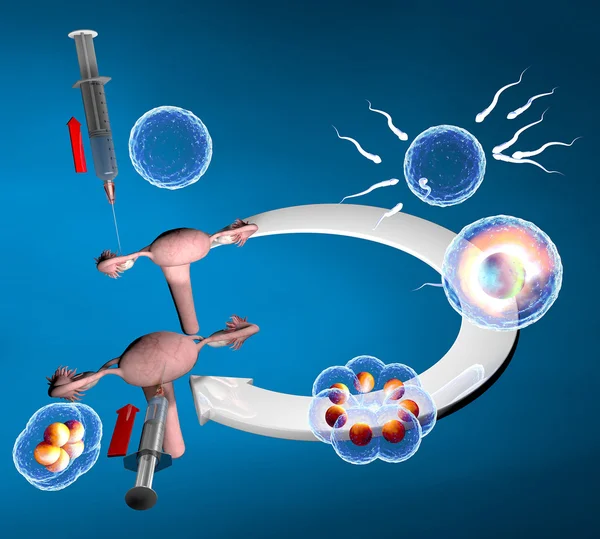 Ruta de inseminación artificial —  Fotos de Stock