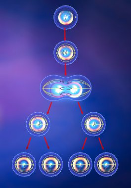 Illustration of meiosis clipart