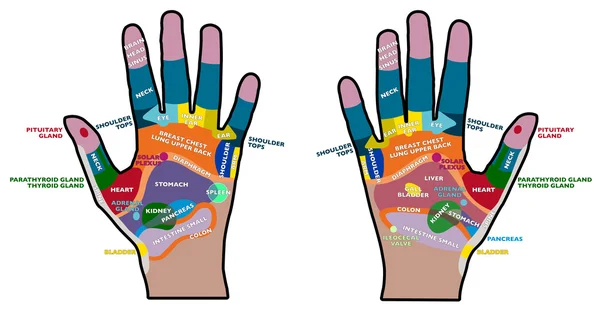 Reflexology handheld — Stock Vector