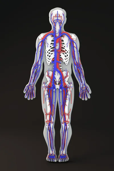 Venous and arterial systems — Stock Photo, Image