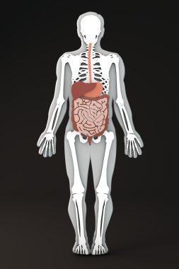 organ ve çizgisel