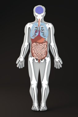 organ ve çizgisel