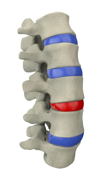 Columna vertebral humana —  Fotos de Stock