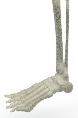 insan ayak kemikleri. Osteoporoz, kemik kırılganlığını