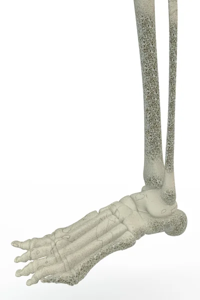 Des os de pied humain. Ostéoporose, fragilité osseuse — Photo