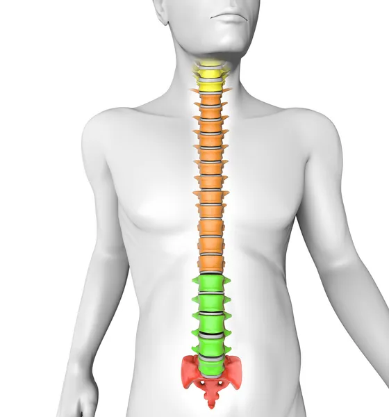 Human spine — Stock Image Human spine Stock Image