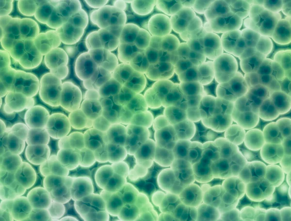 微生物 生命形成 細胞の複製 顕微鏡下で見られる電池や微生物の形成 細菌の食感 — ストック写真