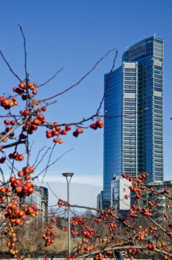 Ağaçlar kütüphanesi, Palazzo della Regione Lombardia 'ya bakan yeni Milano parkı, gökdelen. Şubat 02, 2022. Lombardiya Bölge Konseyi Ofisi, İtalya. Bam! Japon çiçekli yaban elması