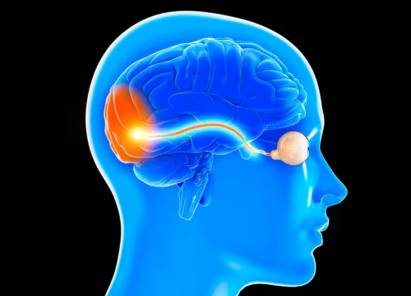 視神経 側面から見た脳のセクション 神経損傷だ 視力が悪い 視神経炎だ 視力の部分的または全体的な損失 3Dレンダリング — ストック写真