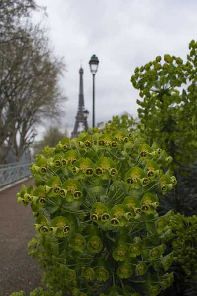 Paris France 2022 Green Bushy Milkweed View Eiffel Tower Metal — Stock Photo, Image