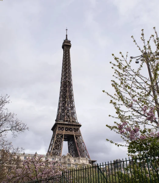 Paris France 2022 Japanese Cherry Tree Bloom View Eiffel Tower — Stock Photo, Image