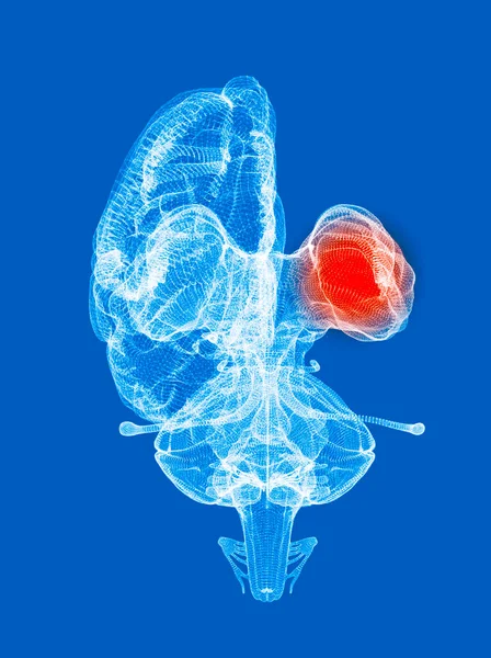 Human Brain Anatomy Front View Internal Structures Diencephalon Thalamus Hypothalamus — Fotografia de Stock