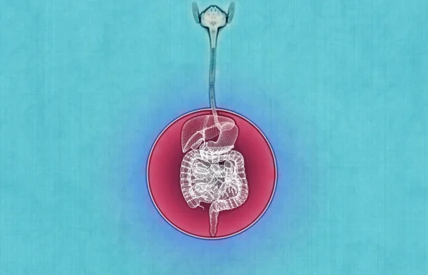 Human Body Digestive System Anatomy Intestine Enlargement Abdominal Sector Abdominal — ストック写真