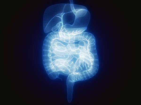 人体消化器系解剖学 腹部領域の拡大 腹部の痛み 3Dレンダリング — ストック写真
