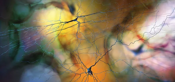 Synapse Verbindingen Structuur Die Het Mogelijk Maakt Dat Een Neuron — Stockfoto