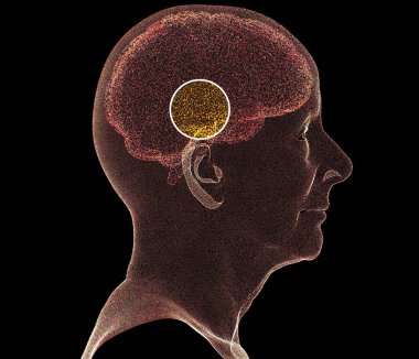 Beynin nasıl çalıştığını. Sinapslar ve nöronlar. Bağlantılar. Beyninle, uyarıcılarınla ve fikirlerinle ilgilen. Dejeneratif hastalıklar, Parkinson ve Alzheimer. Yaşlı kadın bakış açısı. 3d oluşturma