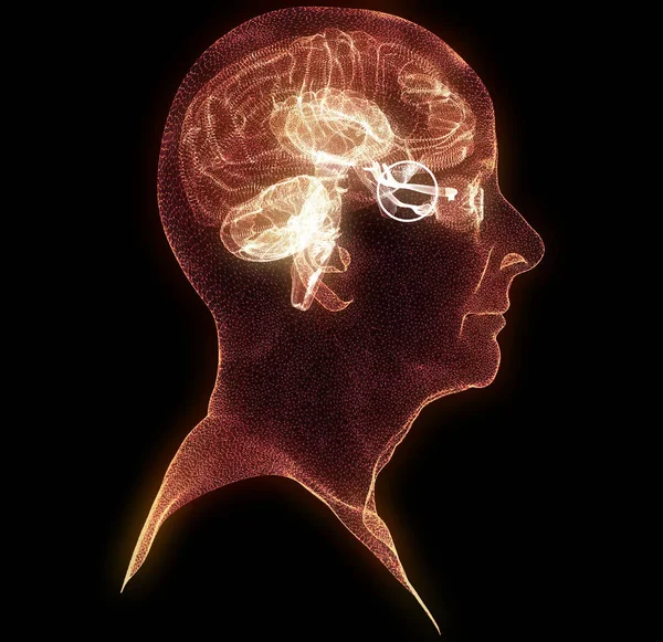 Nervio Óptico Sección Del Cerebro Vista Desde Lado Lesión Nerviosa —  Fotos de Stock