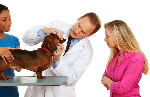 Veterinário: Mostrando dentes de cão proprietário — Fotografia de Stock