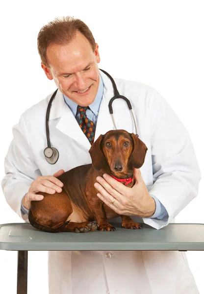 Veterinarian: Dacshund Looks at Camera — Stock Photo, Image