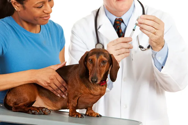 Veterinário: Dacshund à espera da vacinação — Fotografia de Stock