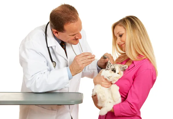 Veterinarian: Vet Checks Bunny's Ears — Stock Photo, Image