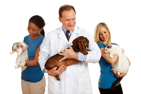 Veterinarian: Vet Team Looks at Animals — Stock Photo, Image