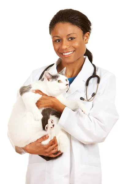 Veterinär: Veterinär håller katt i armar — Stockfoto