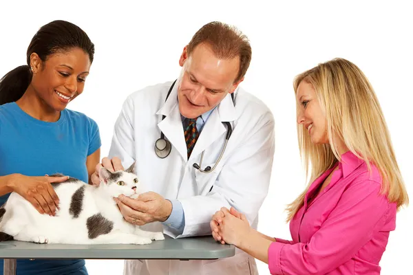 Veterinarian: Examining a Cat — Stock Photo, Image