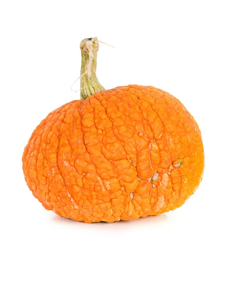 Pumpkin: Bumpy Pumpkin on White — Stock Photo, Image