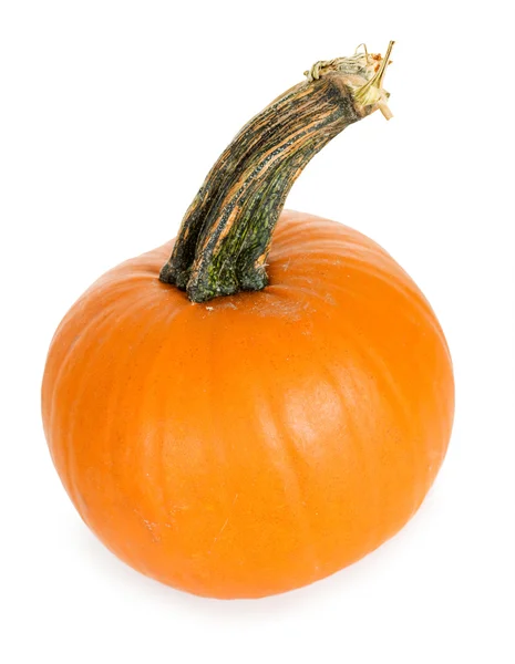 Pumpkin: Single Pumpkin on White — Stock Photo, Image