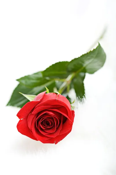 Valentine: Rosa rossa singola su bianco — Foto Stock