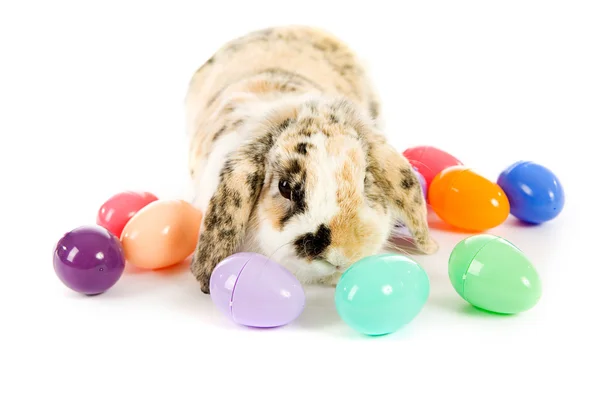 Pascua: Conejo de Pascua rodeado de huevos de plástico — Foto de Stock