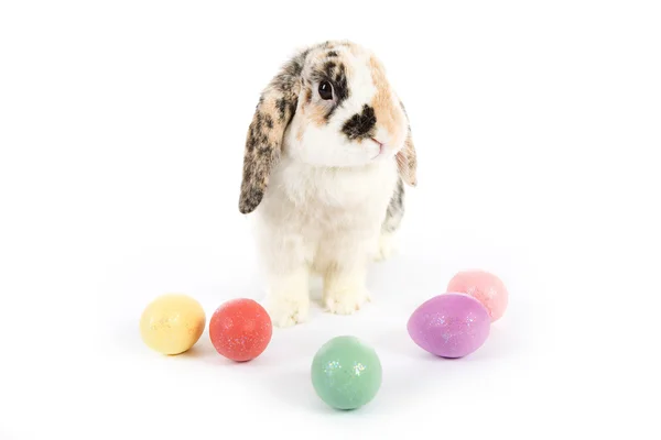 Ostern: Hase von bunten Ostereiern umgeben — Stockfoto