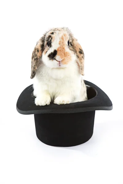 Kanin: en magisk bunny inuti en cylinderhatt — Stockfoto